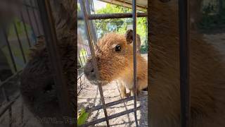 興味津々カピバラ赤ちゃん♪ * Curious baby capybara‼︎ #カピバラ さん♪