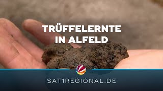 Trüffelernte in Alfeld: Teurer Speisepilz aus Niedersachsen