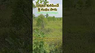 సిరులు కురిపించే శ్రీ గంధం సాగు #telugu #agriculture #villagenature #nature@vishwaveekshanamraghu