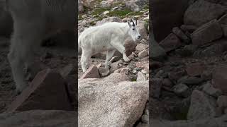 When the mountains come alive: a mountain goat crossing the scenic byway! #colorado #travel #explore