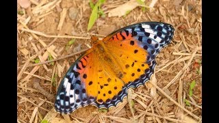 蝶（ツマグロヒョウモン）の標本作り　自由研究、夏休み宿題　 butterfly　Japanese insects