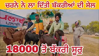 ਚਰਨੇ ਨੇ ਲਾ ਦਿੱਤੀ ਬੱਕਰੀਆਂ ਦੀ ਸੇਲ । Lehra bega bakra mandi #goat #goats ​⁠​⁠​⁠