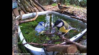 Kohlmeisen, Blaumeisen baden, Amsel und Kernbeisser trinken (16.12.2024)