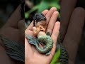 🧜‍♀️ Meet the Most Adorable Baby Mermaid Ever! 💖✨ #Shorts #Adorable #Mermaid #ASMR