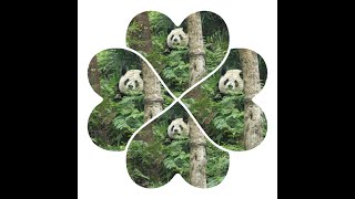 20250109 圓寶可愛瞬間多 偷舔樹葉太超過(節錄) Giant Panda Yuan Bao