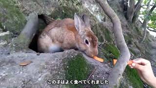 【うさぎの島】へ行って来ました