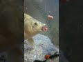 goldfish eating bait underwater fishing camera underwater