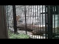 でっかい猫アムールトラ｜野毛山動物園｜神奈川