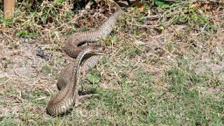 उकवा में निकला जहरीला कोबरा तत्काल दल पहुंचकर किया रेस्क्यू कार्य #forest  #cobra