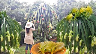 Dragon Fruit Flower Recipe /Have You ever used Dragon fruit Flower for Cooking/Life In the Province