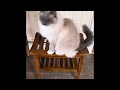 honest u0026 true review teak outdoor bench cat not included ad ugc asmr