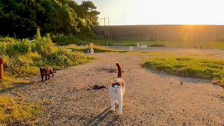 夕方の猫の集会