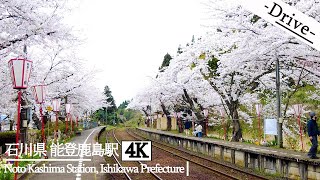 【ドライブ 4K】桜満開の名所！！石川県 能登鹿島駅へ【Drive 4K】To Noto Kashima Station, Ishikawa Prefecture