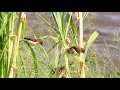 white rumped munia 白腰文鳥