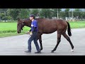 【2020年度 1歳馬 】 16 クインポルカの2019