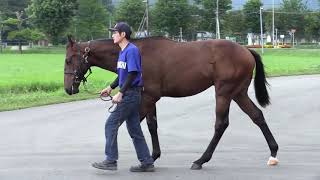 【2020年度[1歳馬]】 16 クインポルカの2019