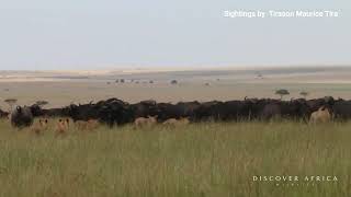 A Faceoff between a Pride of Lion and a Herd of Buffalos in Masai Mara