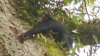 Goualougo Chimpanzee Searches for Honey