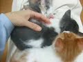 cute kitten surprise