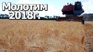 Начали молотить пшеницу| Нива СК-5 #Сельхозтехника ТВ