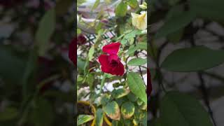 Beautiful Red Kashmiri Rose