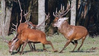 Благородные олени. Драка. Red deers. Fight.