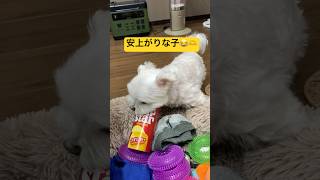 そこら辺にあるものは何でもおもちゃにする犬🐶#shorts #可愛い犬 #マルチーズ