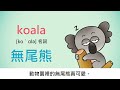 英文單字動畫－無尾熊koala