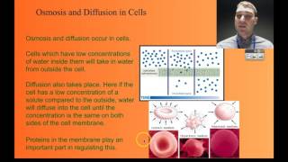Flippin' Science- Diffusion Osmosis and Transport Through the Membrane