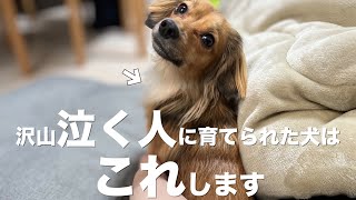 沢山泣く人に育てられた犬はこんな行動をします。