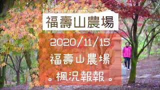 福壽山農場。楓況報報。鴛鴦湖尾聲了+松廬開始精彩。2020/11/15