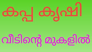 #Shorts#visualprovider#കപ്പ#വീടിന്റെമുകളിൽ# കപ്പ കൃഷി വീടിന്റെ മുകളിൽ