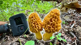 I Found the MOTHERLOAD of Morel Mushrooms on a Remote Creek! (Dozens of BIG Ones