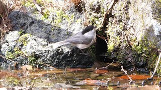 河口湖フィールドセンターのコガラの水浴び　その６４（4K60P動画）