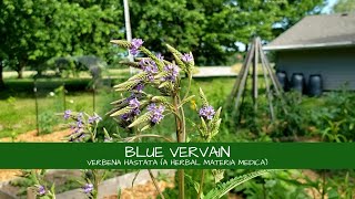 Let's Learn About Blue Vervain! (Verbena hastata)