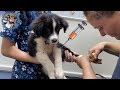 PUPPY gets a NEEDLE! / FIRST CHECK-UP at the VET