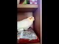 なぜかお怒りのオカメインコ