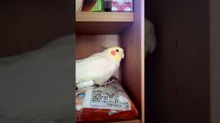 なぜかお怒りのオカメインコ