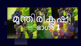 മുന്തിരി കൃഷി ഭാഗം 1 , തൈകള്‍ നടുന്നു - grape growing video series part 1