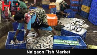 Naigaon Fish Market