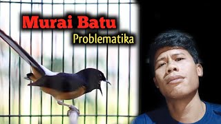 Problematika MURAI BATU ‼️ Murai Batu Nampar atau Ngelowo