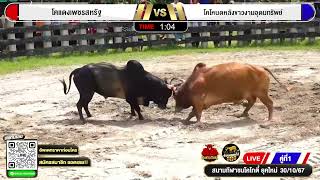 #คลิปวัวชน #สนามชนโคโกตี๋ยุคใหม่ | แดงเพชรสหรัฐ VS โหนดหลังขาวงามอุดมทรัพย์