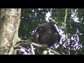 goualougo chimpanzee eating fruit