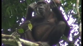 Goualougo Chimpanzee Eating Fruit