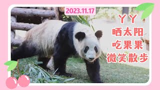 丫丫11月17日最新视频 - 丫丫晒太阳吃果果微笑着散步 Beijing Zoo official release Ya Ya video 20231117