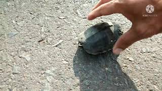 เจอเต่ากำลังข้ามถนนต้องช่วยเอาบุญปล่อยเต่า คนไทโคก กาละจักร