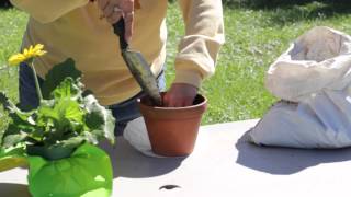 How to Repot a Gerbera : Gerbera Plant Care