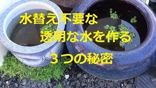 水替え不要で透明な水のメダカ水槽の秘密　作り方　３つを合わせることで完璧めだか　killifish,