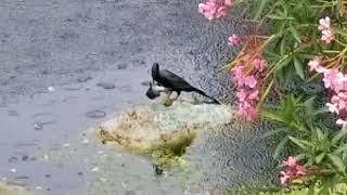 Cormorant Catches Dinner