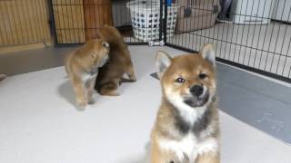 5月23日生まれ赤柴　四朗